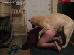 Male owner is mounted by his big dog 